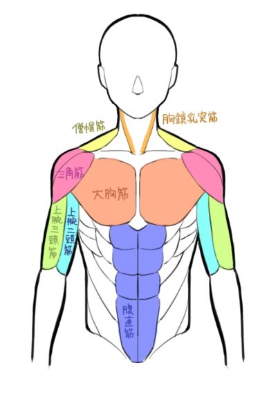 目指せレベルアップ 体の描き方 筋肉編 中級者向けノウハウ講座 キャラクターデザイン学科