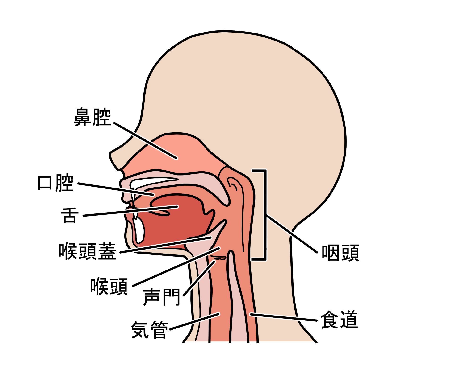 軟口蓋（なんこうがい）