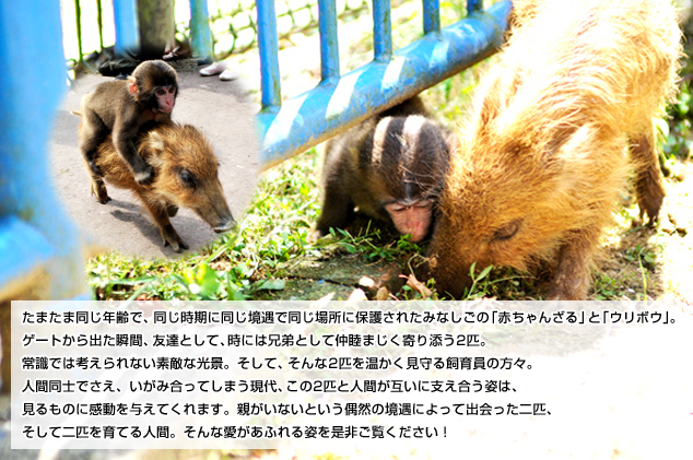 ウリざるストーリー