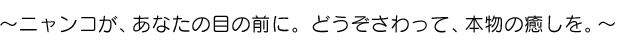 ～ニャンコが、あなたの目の前に。どうぞさわって、本物の癒しを。～